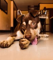 Are batteries poisonous to dogs? 