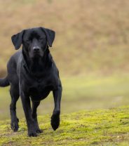 What are the pros and cons of keeping a Labrador retriever? 
