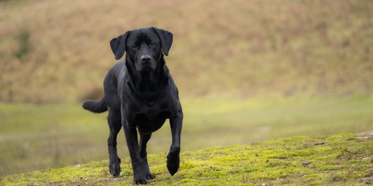 black Labrador